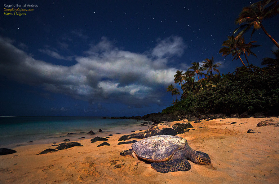Hawaii Nights12