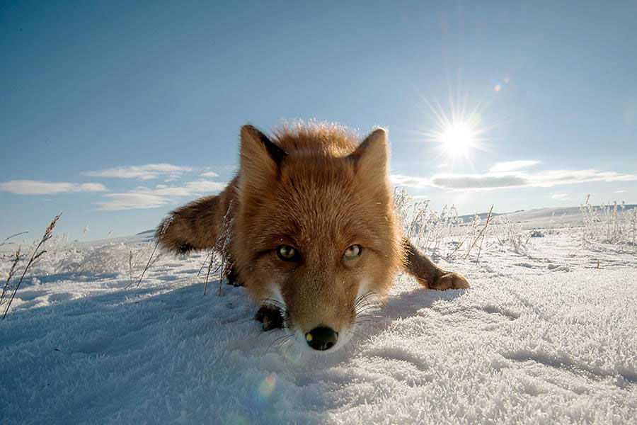 wild-foxes-photography-ivan-kislov-15_image