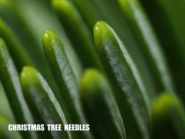 Иголки рождественской елки