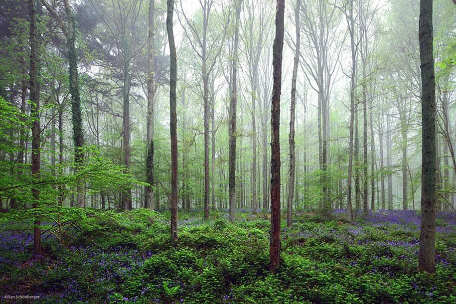 лес в Бельгии