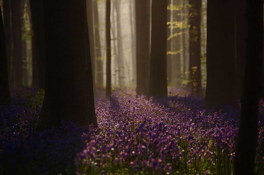 лес в Бельгии