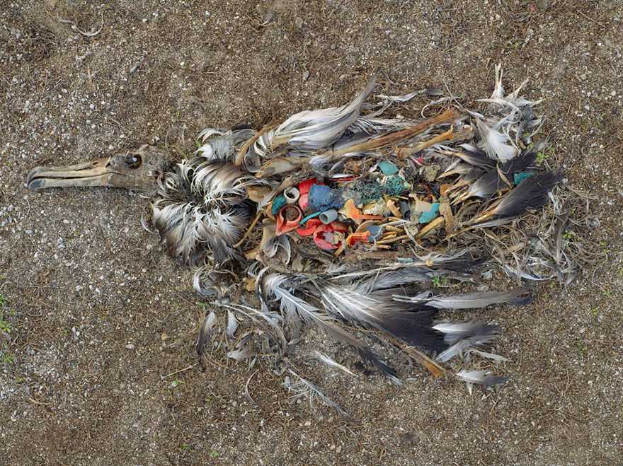 Альбатрос на островах Мидуэй (Северная часть Тихого океана), убитый чрезмерным количеством поглощенного пластика