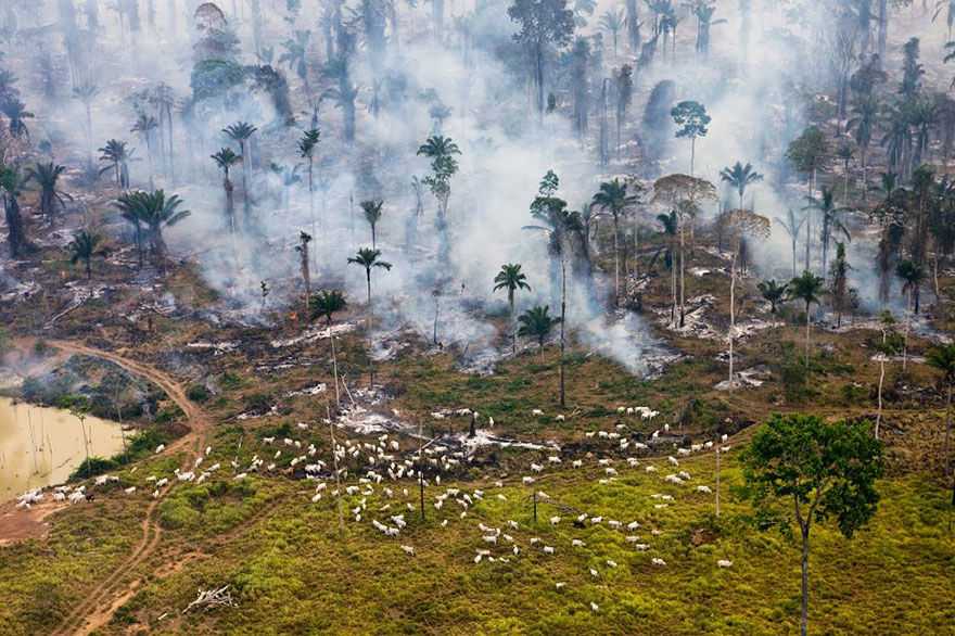 Часть джунглей Амазонки в Бразилии, которые сожгли, чтобы использовать «в других целях»