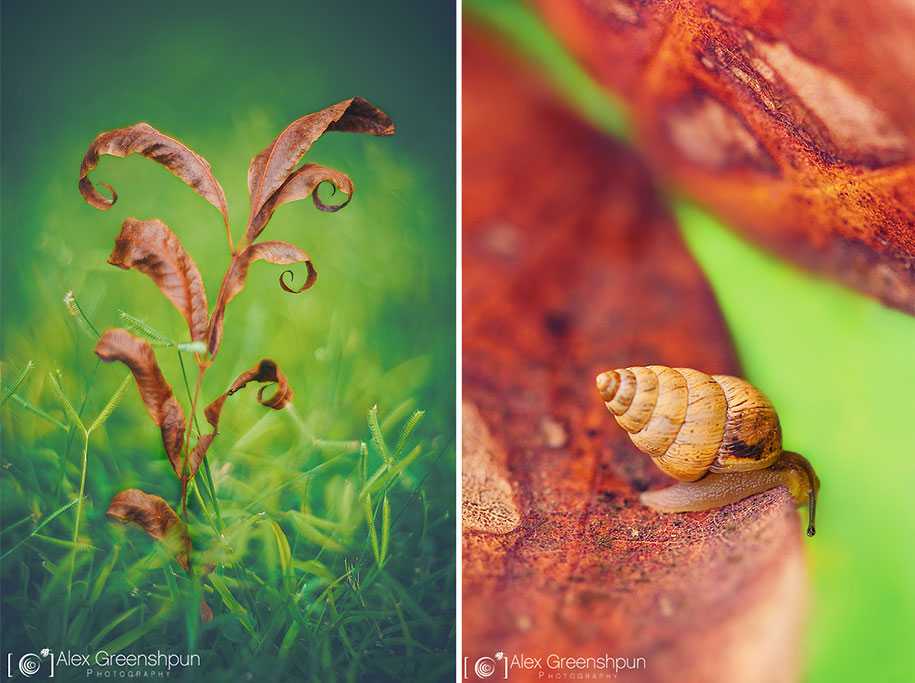 fall-nature-photography-autumn-colors-alex-greenshpun-15