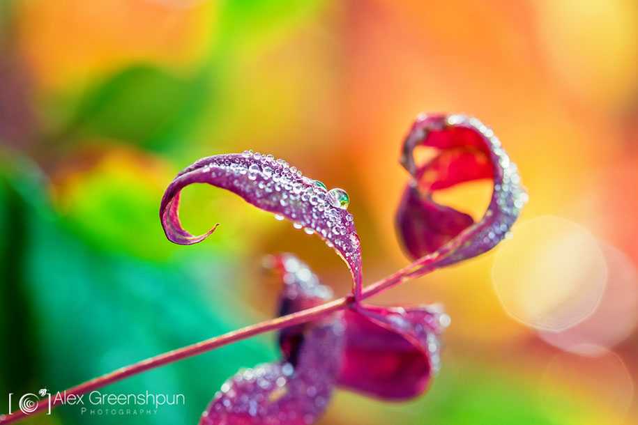 fall-nature-photography-autumn-colors-alex-greenshpun-18