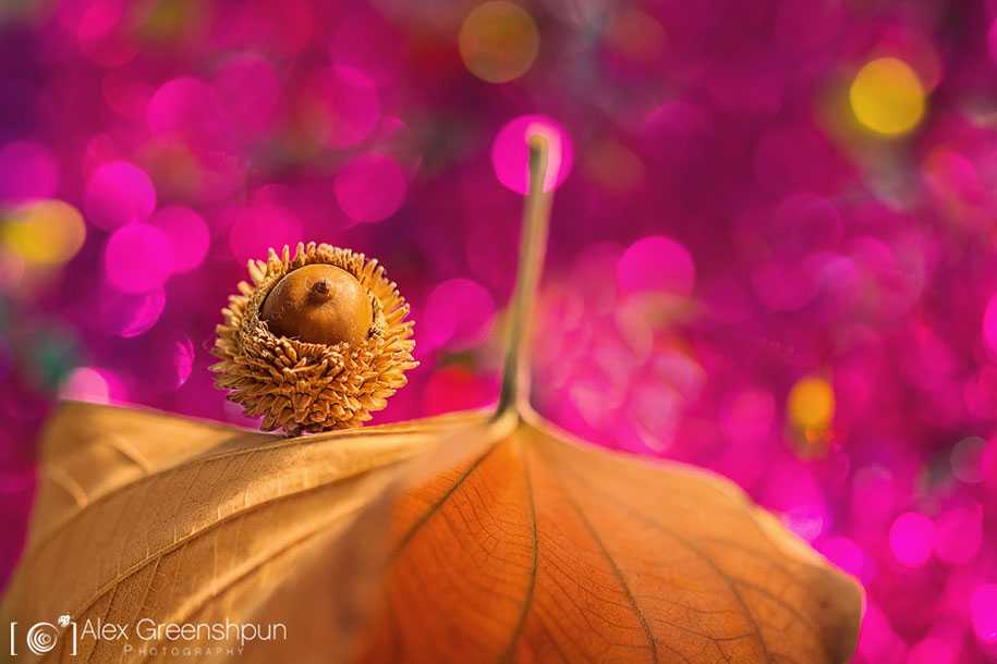 fall-nature-photography-autumn-colors-alex-greenshpun-22