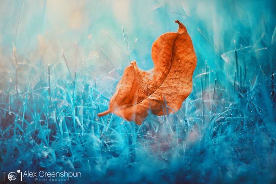 fall-nature-photography-autumn-colors-alex-greenshpun-25