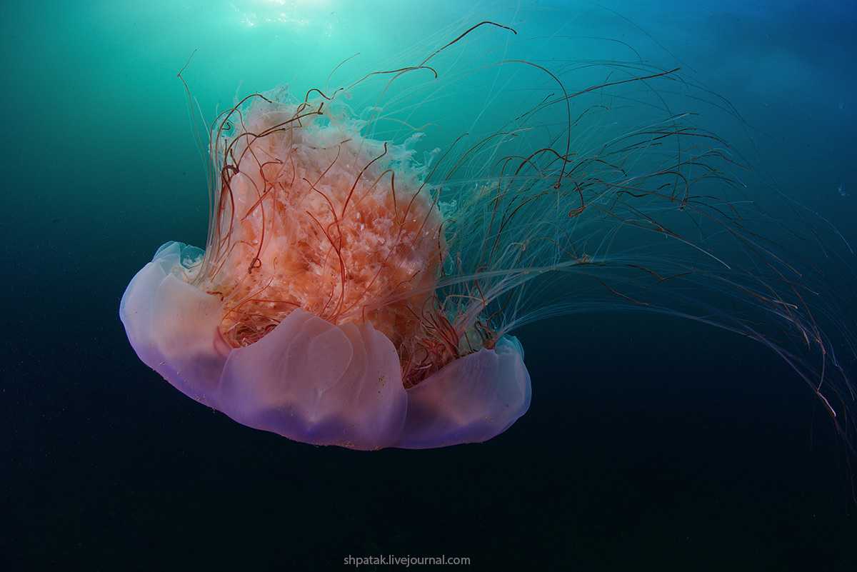 Бухта Рудная. Медуза цианея волосистая(Cyanea capillata) Nikon D800+Nikkor 105 mm VR. © Андрей Шпатак