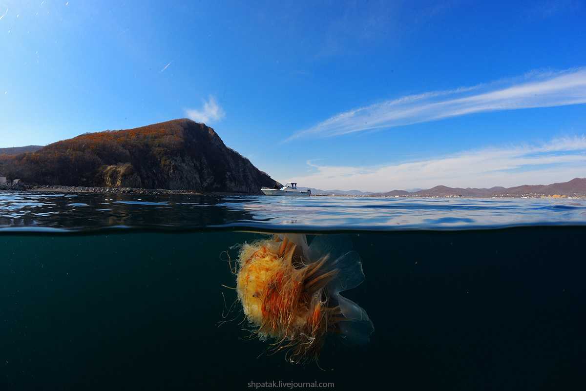 Медуза цианея волосистая. Никон Д800+Сигма 15 мм. © Андрей Шпатак