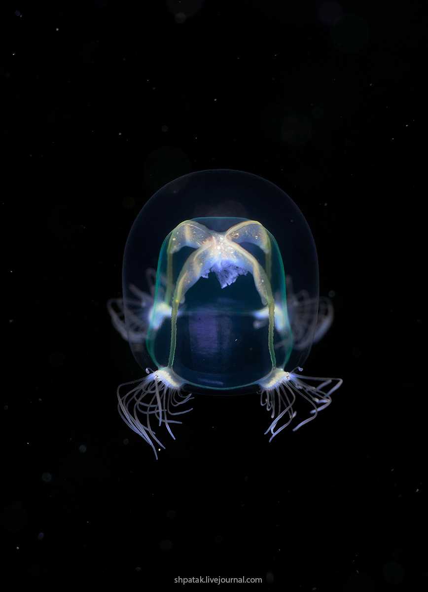 Скорее всего это только что появившаяся на свет гидроидная медуза - Немопсис Дофлейна(Nemopsis dofleyni) Nikon D800+Nikkor 105 mmVR+SubSee +10 © Андрей Шпатак