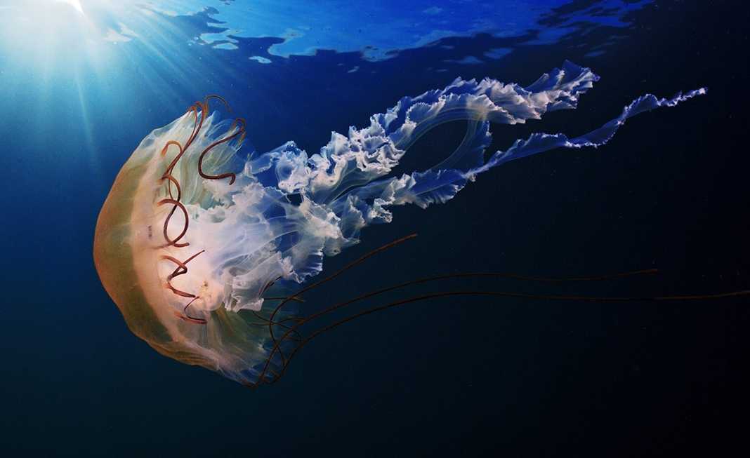 Бухта Рудная. Компасная медуза. © Андрей Шпатак