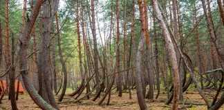 Аномалия, подобная польской - танцующий пьяный лес