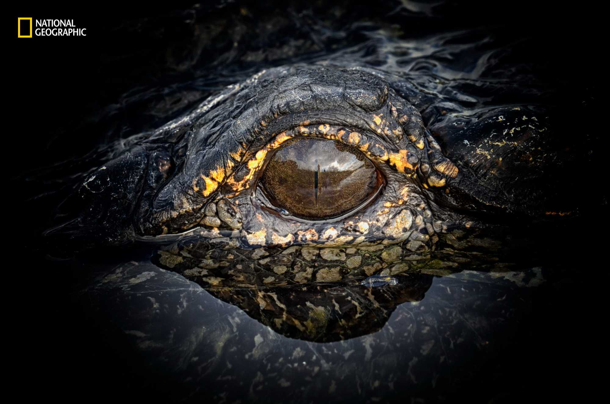 Географик. National Geographic фото. Глаз аллигатора. Крокодильи глаза. Глаз крокодила.