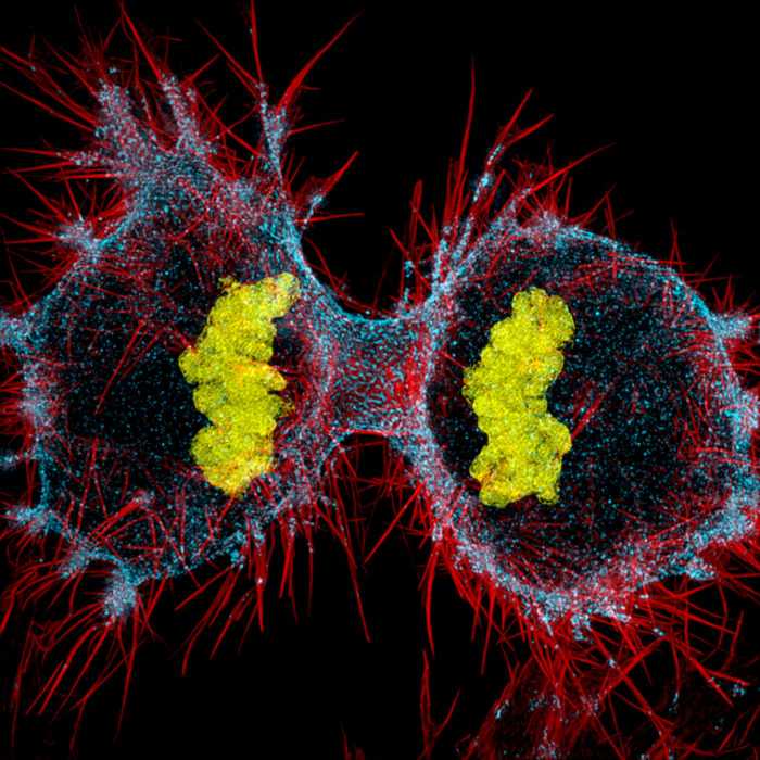 Деление клеток человека | Photo credit: Dr. Dylan Burnette