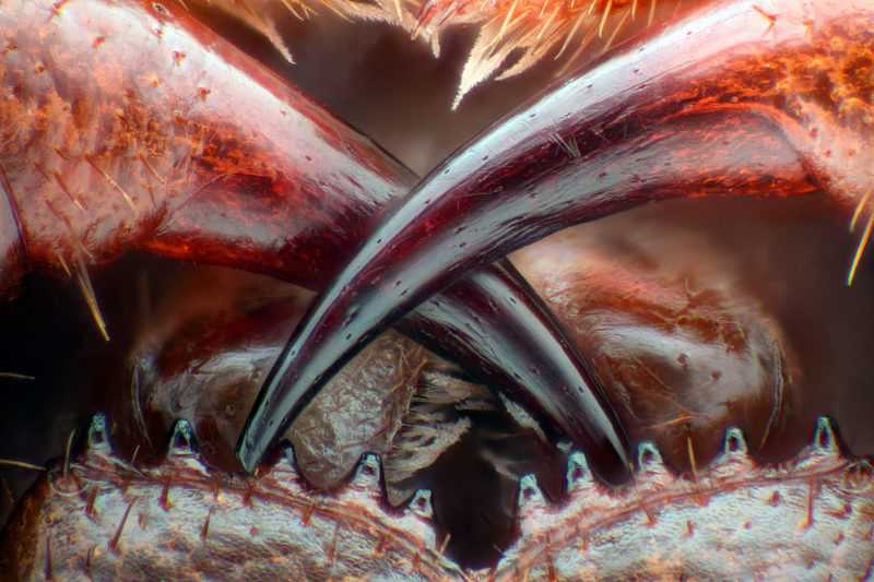 Ядовитые клыки многоножки | Photo credit: Walter Piorkowski
