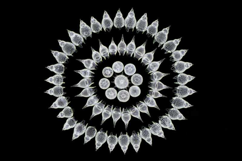 65 ископаемых Радиолярии (зоопланктон) тщательно организованы вручную в викторианском стиле | Фото: Stefano Barone