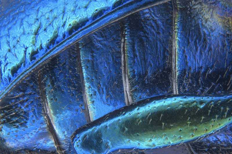 Части крыла крышки (надкрылья), брюшных сегментов и задней ноги плечистый листоеду | Фото: Pia Скэнлон