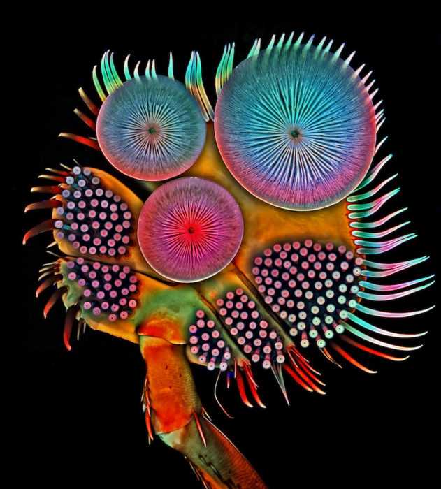 Передняя нога (лапка) мужского пола водолазного жука | Фото: Dr. Igor Siwanowicz