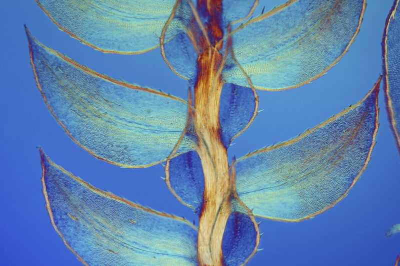 Листья Selaginella (меньше мха) | Photo credit: Dr. David Maitland