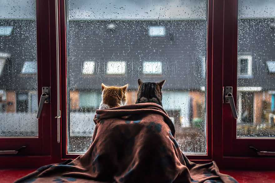 Коты у окна в дождливый день - Photar.ru