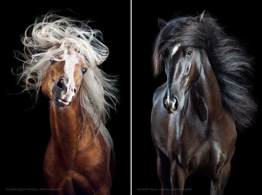 Horsestyle-Pferdefotografie-Studio_Mozart_Allaus-5942774fc07d1__880