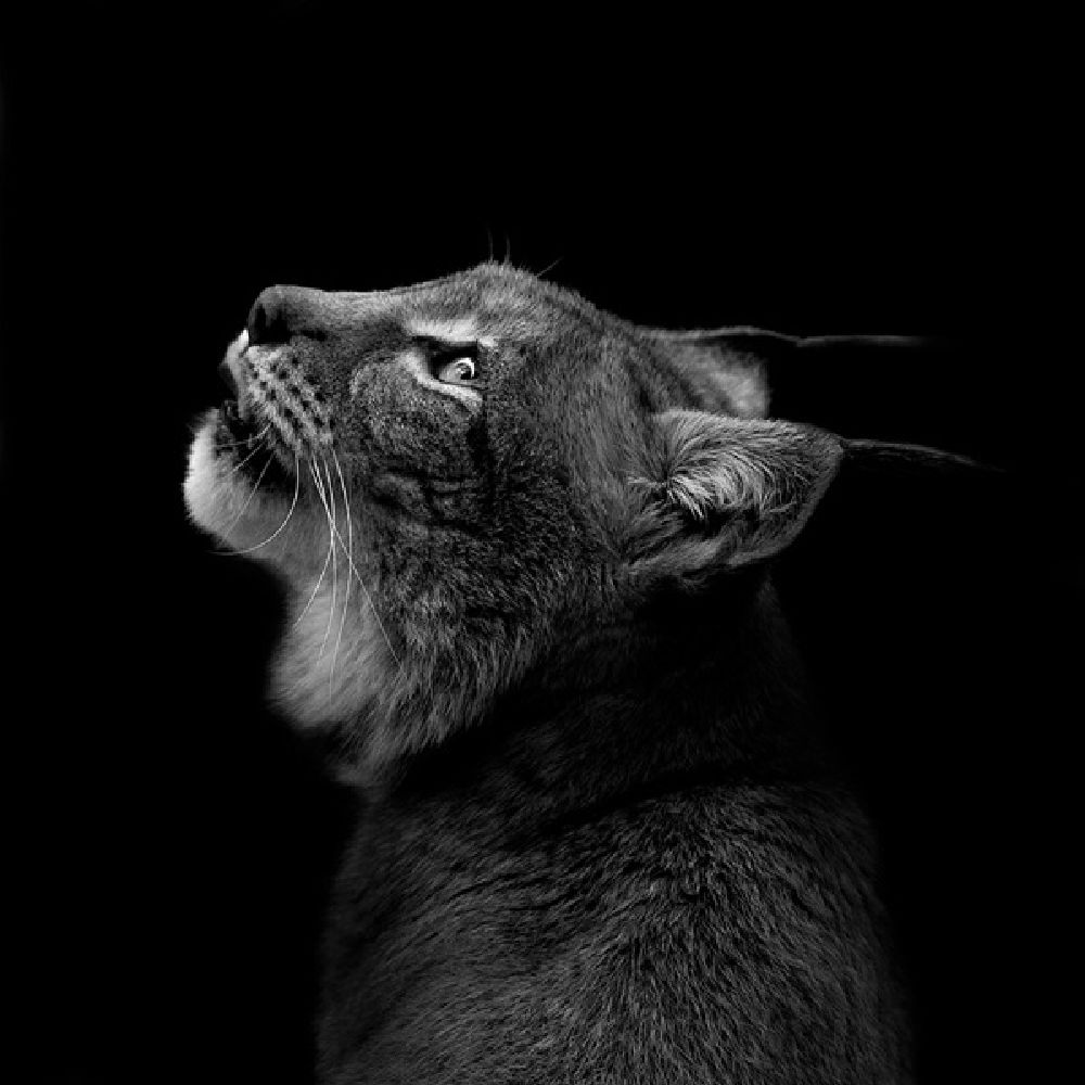 Фото черно белые фото животных