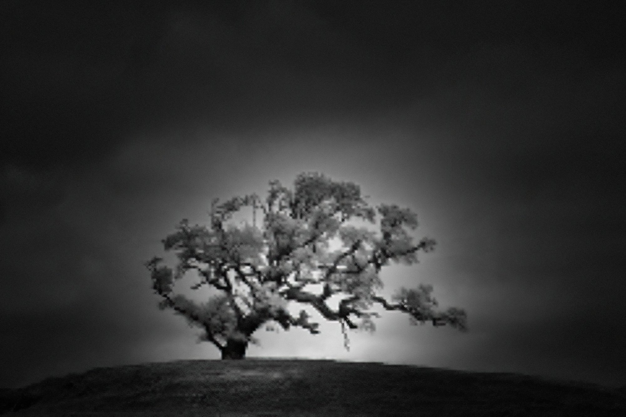 Дерево молчания. Ансель Адамс дерево. Фотограф Nathan Wirth. Дерево чб. Черно белые картинки природы.