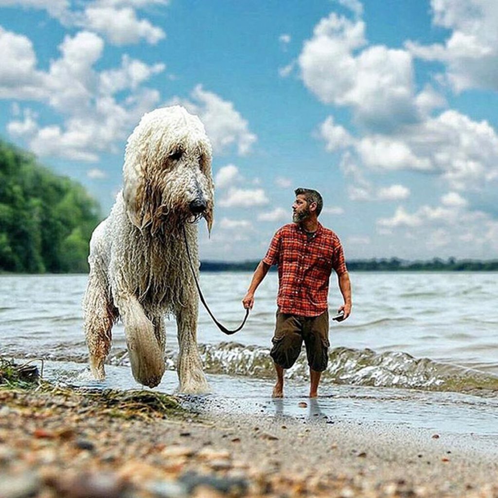 Хорошо громадный. Собаки гиганты. Громадные собаки. Гигантский пес. Самая большая собака на земле.